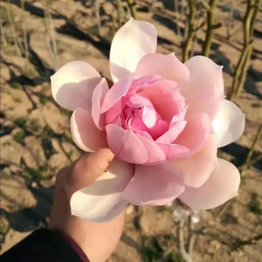 粉美人玉兰花苗南北方种植嫁接抗寒盆栽地栽清香玉兰苗