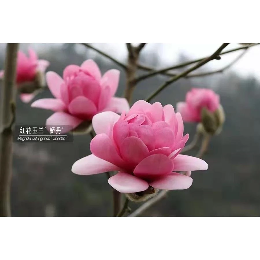 娇丹玉兰玉兰苗玉兰花树苗新品种庭院风景树绿化苗木乔木植物