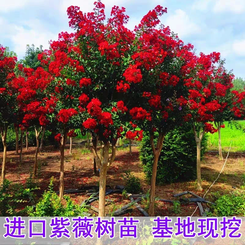 红火箭紫薇天鹅绒紫薇庭院独杆树形四季生长种植