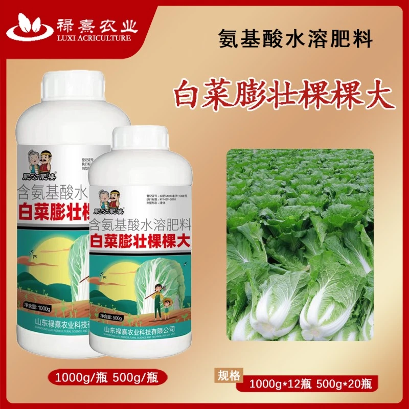 白菜膨壮棵棵大壮根绿叶包心紧实个头大白菜产量高农肥