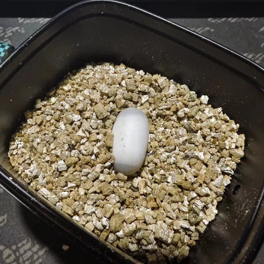 2024麝香龟蛋一个