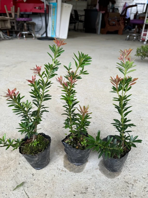 罗汉松盆栽，直播间一物一拍链接