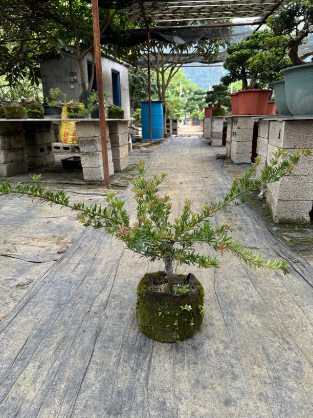 红元宝红芽罗汉松盆栽，直播间一物一拍链接