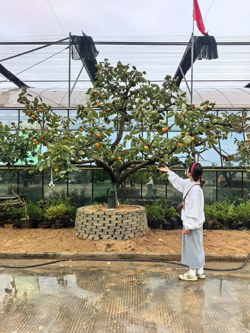 庭院景观柿子树，事事如意