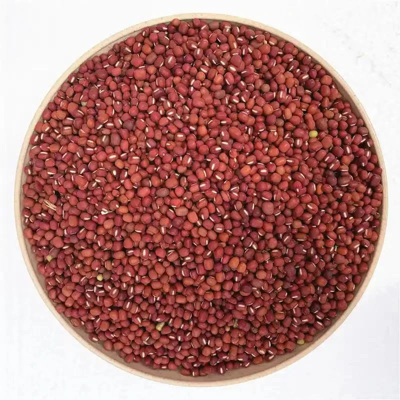 东北小兴安岭野生红豆