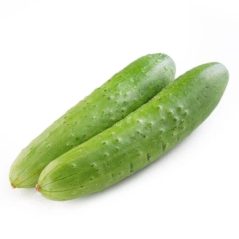 黑龙江伊春朗乡露天种植黄瓜旱黄瓜500g1000g