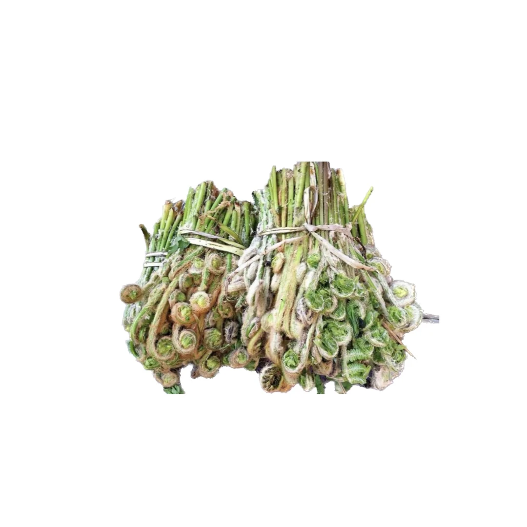 小兴安岭野菜水蕨菜