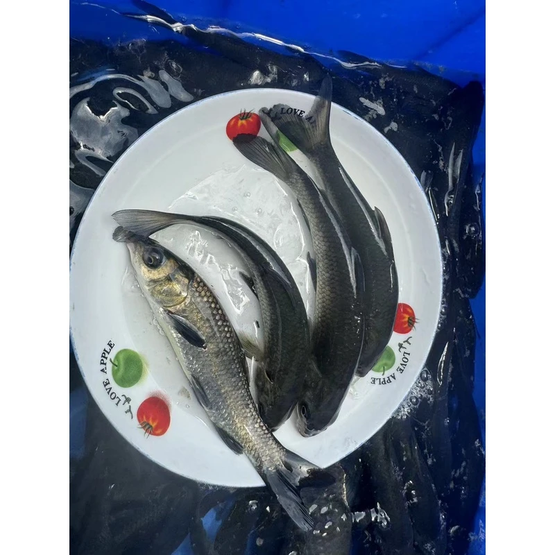 螺丝青鱼 黑晥鱼 水族淡水大型雄性鱼优质青鱼  好养易活