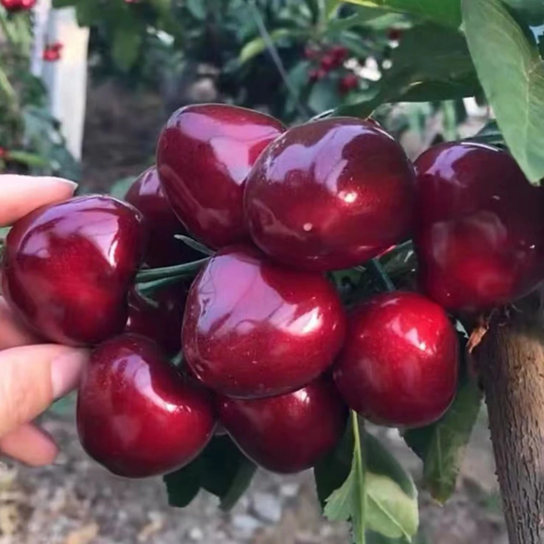 车厘子树苗樱桃树苗南方北方种植盆栽庭院果树矮化大樱桃苗樱桃树