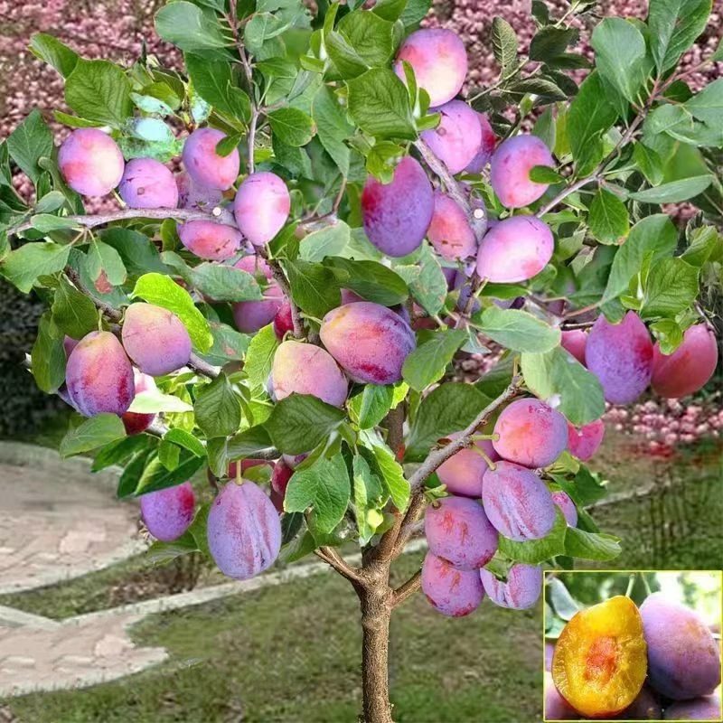 蜂糖李子树苗南北方地栽庭院盆栽阳台种植嫁接李子果树苗当年结果