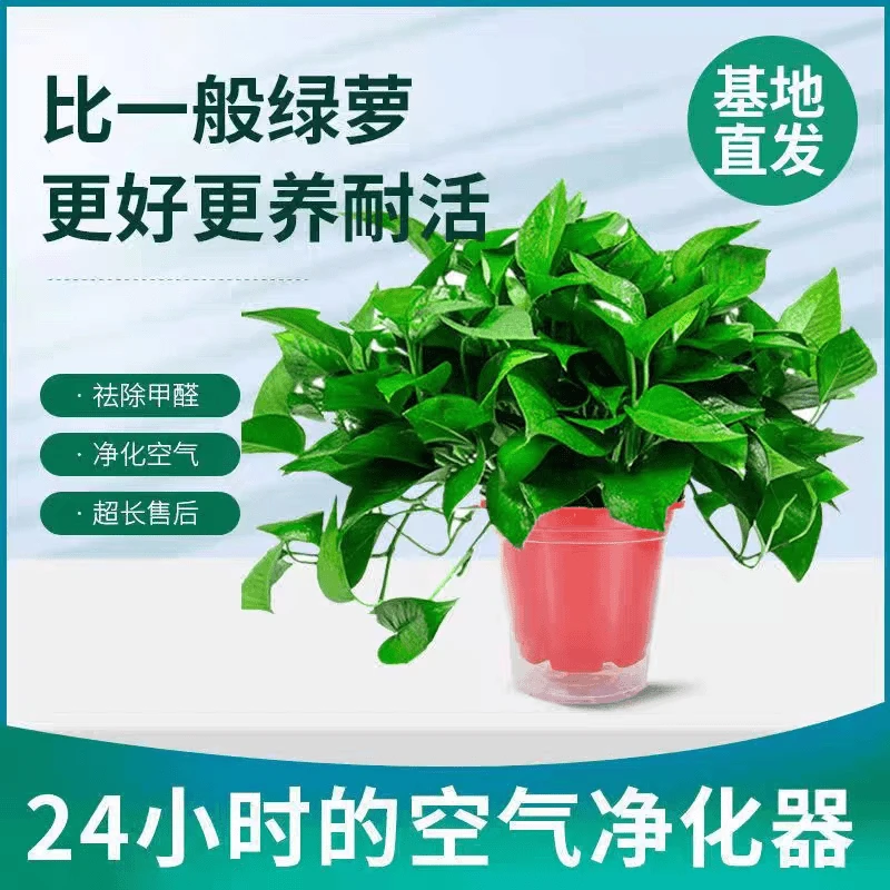 高红盆大叶绿萝吸甲醛净化空气室内绿植美观好养易活常绿种植
