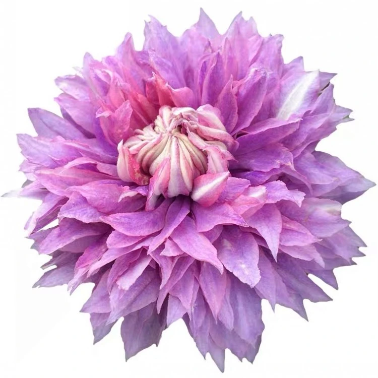 铁线莲小苗 一物一拍