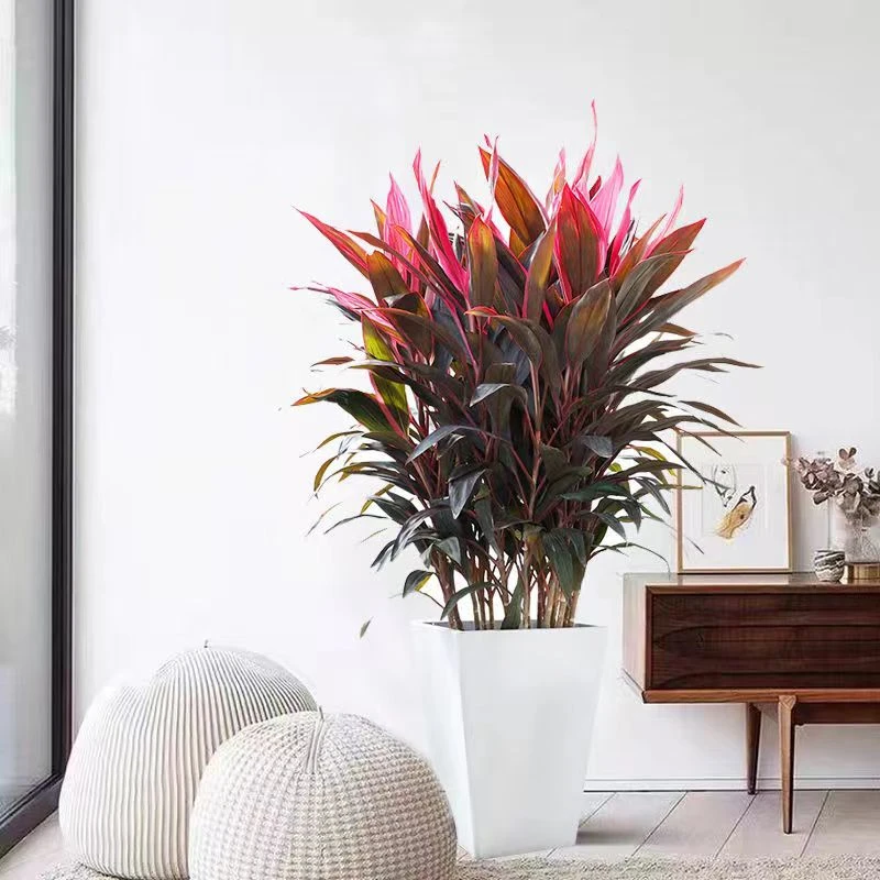 红叶朱蕉绿植盆栽花卉室内客厅卧室大型绿植水培紫叶富贵竹