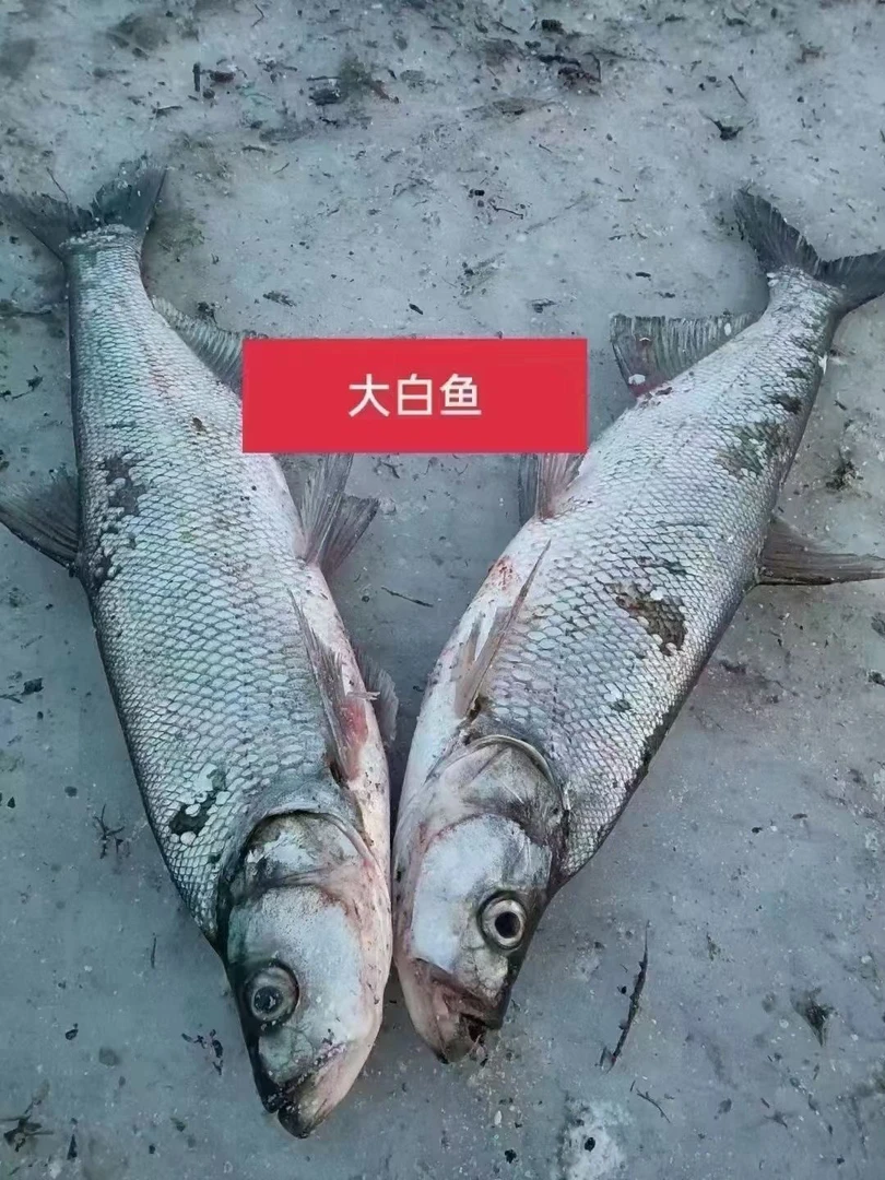 东北冷水翘嘴大白鱼2条共6-7斤