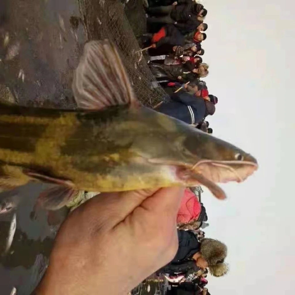 东北冷水嘎呀鱼包邮