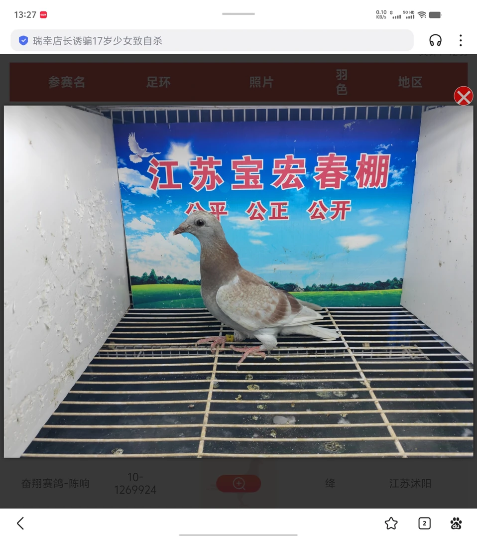 信鸽，赛鸽，回血种鸽