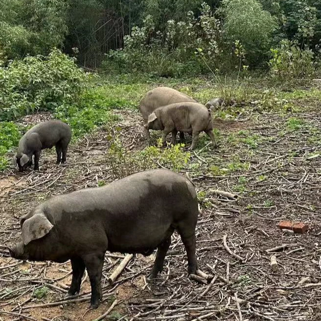 （现场称重为准）碎肉 嫌肥嫌小不拍