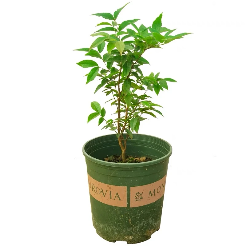 【阿传】沙巴 绿植可盆栽地栽