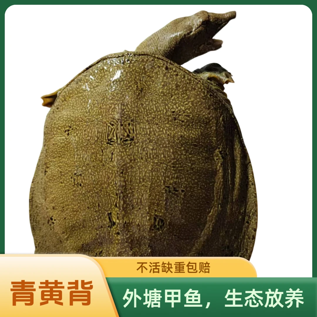 【农户直发】生态青黄背外塘散养甲鱼2只4-5斤顺丰包活到家鲜活甲鱼
