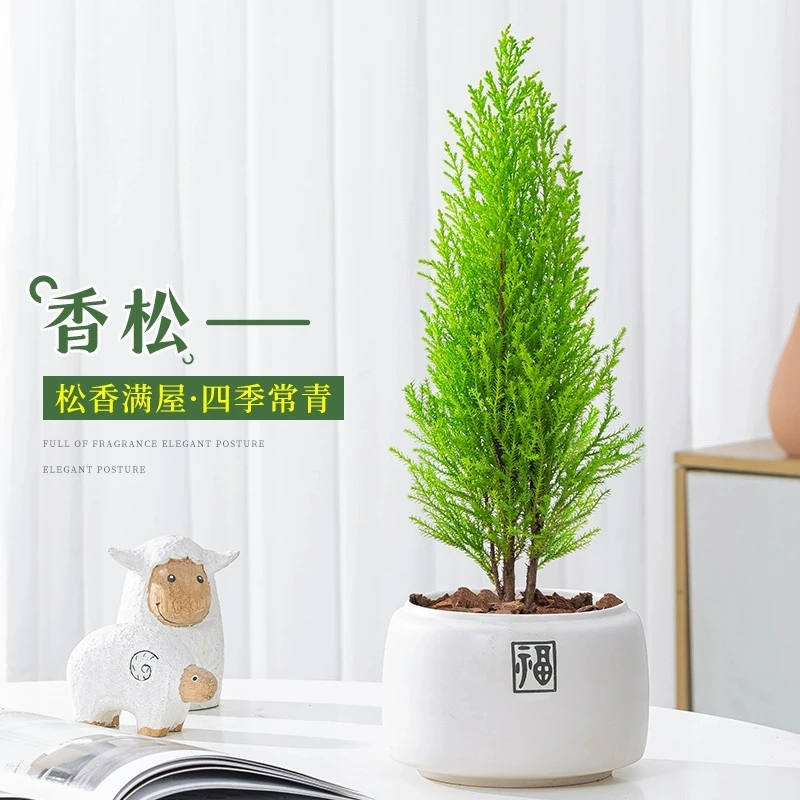 香松盆栽圣诞树室内阳台室外庭院别墅花园植物金冠柏绿植树苗盆景
