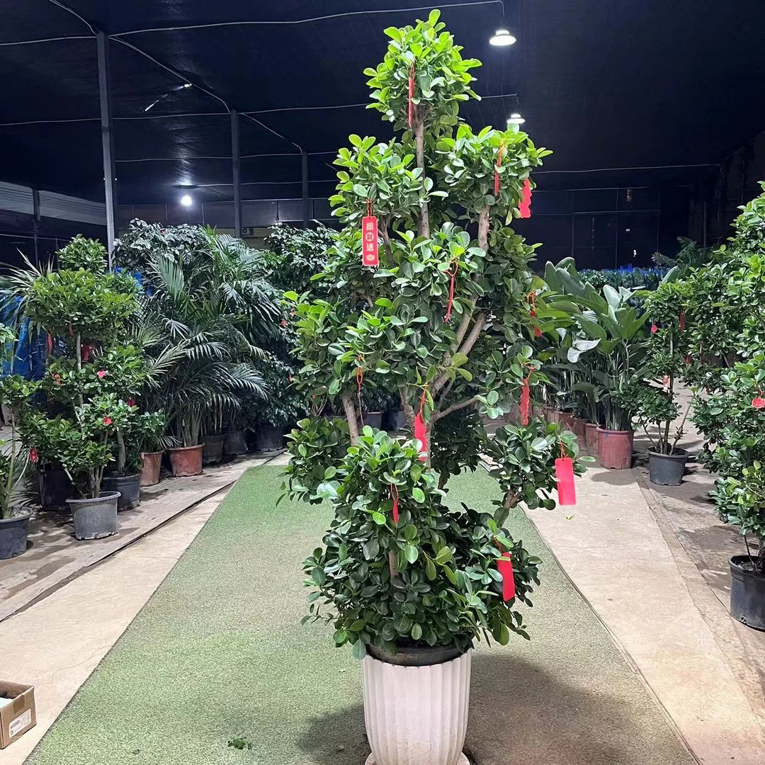 小叶榕树绿植盆栽盆景室内盆栽绿植长青造型步步高造型净化空气