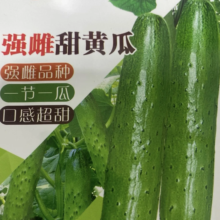 强雌甜黄瓜适合生吃味甜嫩栽培播种封口霜霉病