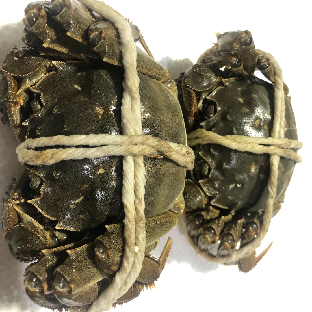 鲜活大闸蟹/毛蟹90-110克/只/母