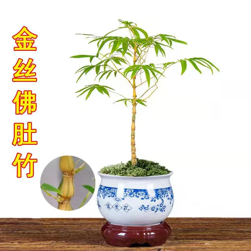直播间一物一拍红寒竹紫寒竹金丝佛肚竹高档竹子盆景阳台庭院绿植