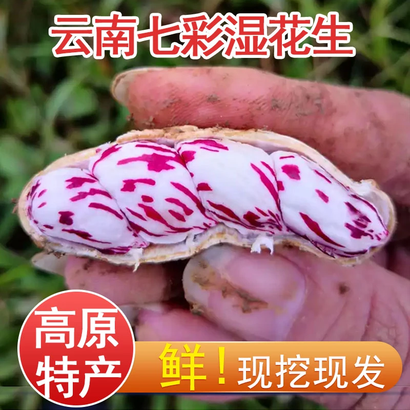 2025现挖云南七彩新鲜湿花生2斤5斤农家新鲜带壳生花生原味可水煮