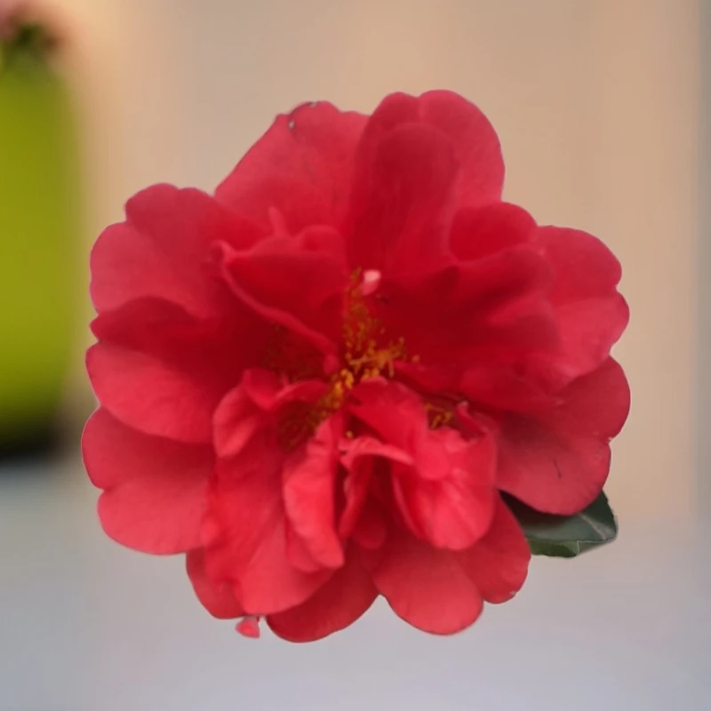 【山茶花】四季花茶品种文清，30-50公分高。