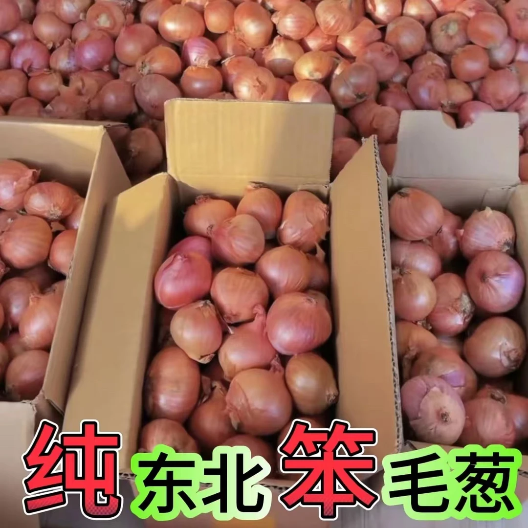 刘航妈妈自家小院毛葱