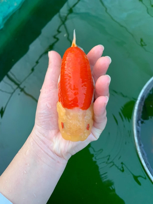 兰寿泰狮观赏金鱼好氧耐活冷水鱼渔场直发顺丰发货（直播间选鱼）