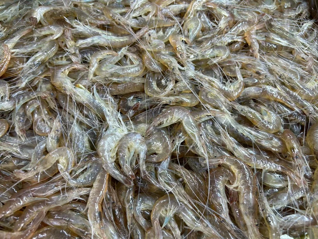 小青虾 250g（海鲜）