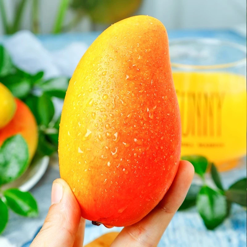 【甜又香】三亚树上熟贵妃芒新鲜芒果多汁芒果（收到直接吃）