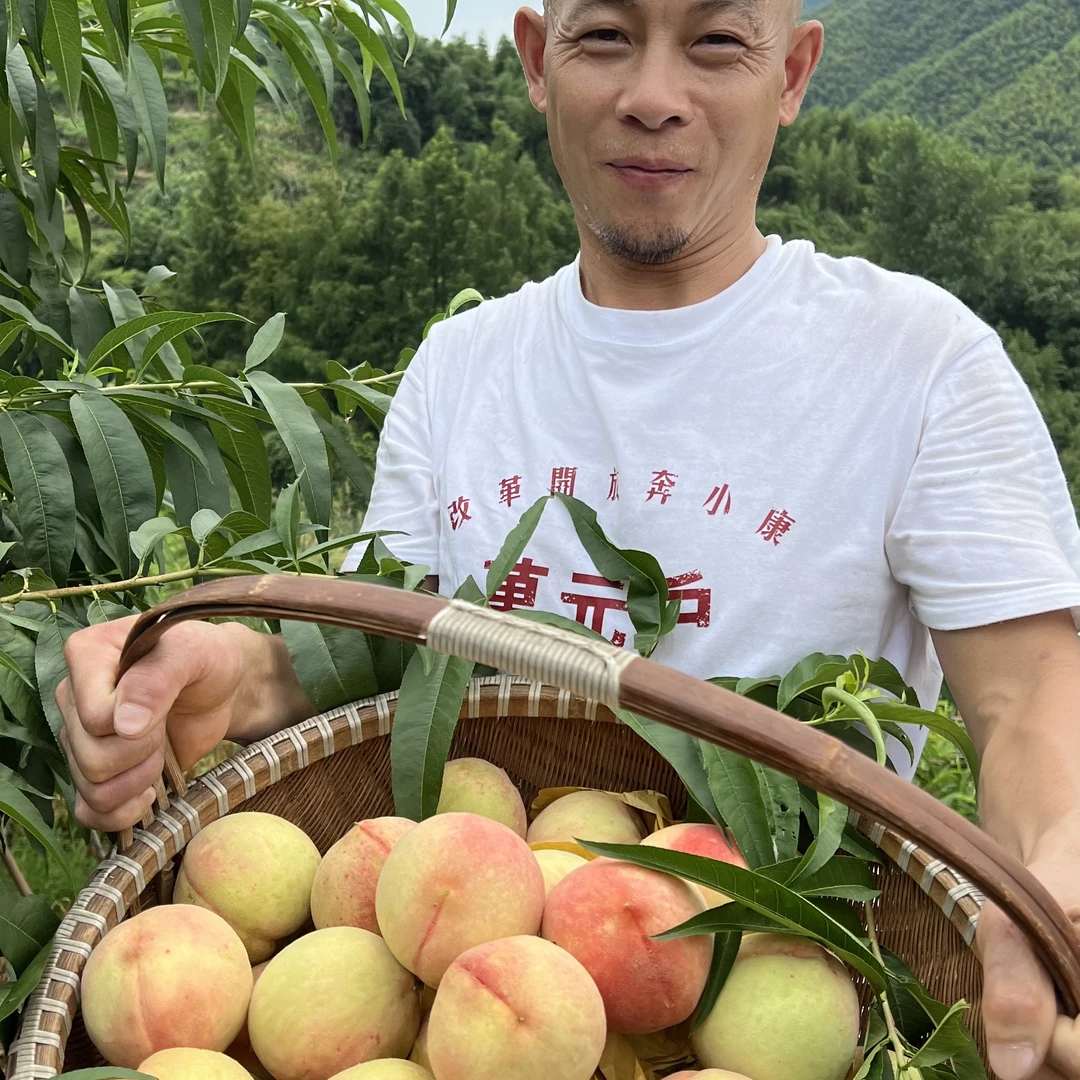 江浙沪包邮桐庐锋哥自家果园出品凤联高山桃子