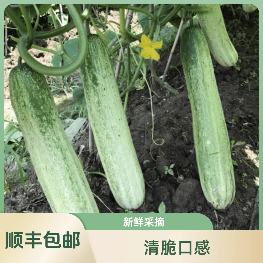 农家自种黄皮黄瓜现摘现发3斤5斤包邮新鲜采摘清脆美味健康鲜美