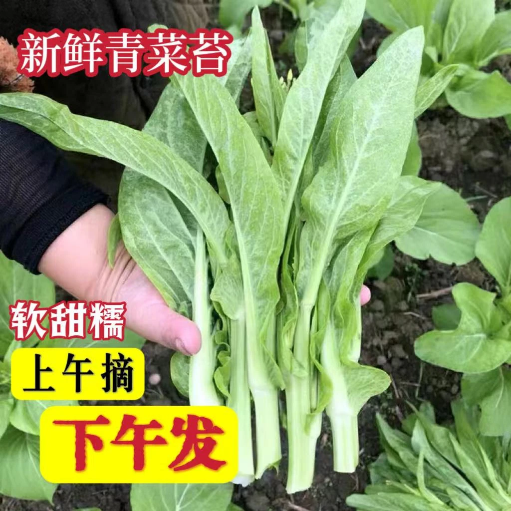 安庆露天霜冻菜苔嫩菜心农家新鲜白菜菜苔绿色头茬蔬菜现摘现发
