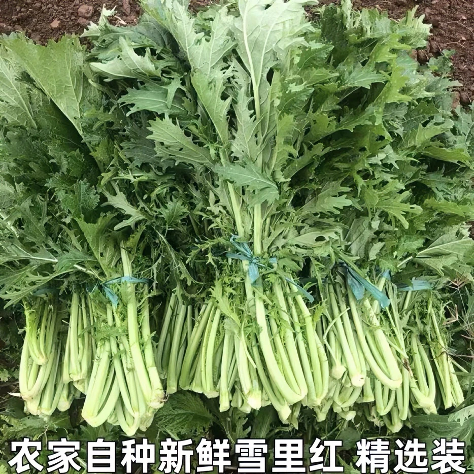 农家新鲜雪里红安徽雪里蕻鲜菜现摘现发时令蔬菜可腌制