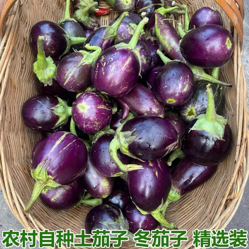 安庆本地老品种紫茄椭圆茄子农家自种当季嫩短软幼小紫茄好吃新鲜
