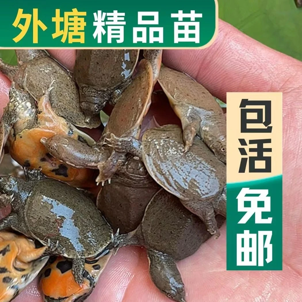 【新人福利】纯外塘冷水甲鱼苗生态养殖水鱼团鱼王八中华小甲鱼包邮