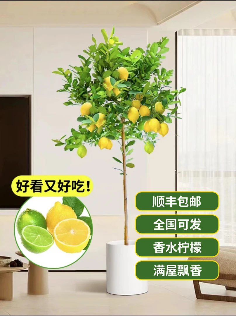 网红香水柠檬树盆栽大型绿植客厅阳台四季高档可食用室内庭院新鲜
