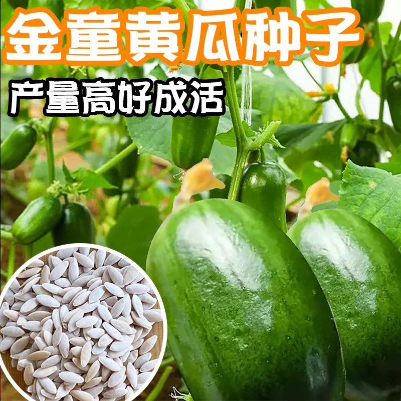 金童小黄瓜种子迷你水果黄瓜籽金童黄瓜种子阳台盆栽庭院种植