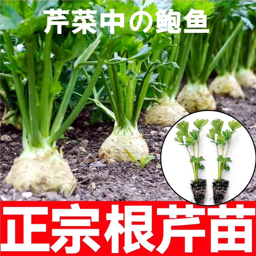 山东寿光正宗根芹秧苗带土球四季耐寒易种植盆栽脆嫩根芹蔬菜苗