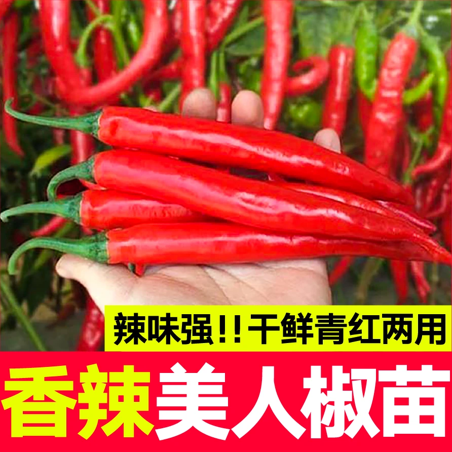美人椒辣椒秧苗超辣干鲜两用小米椒红辣椒露天阳台种植优质穴盘苗