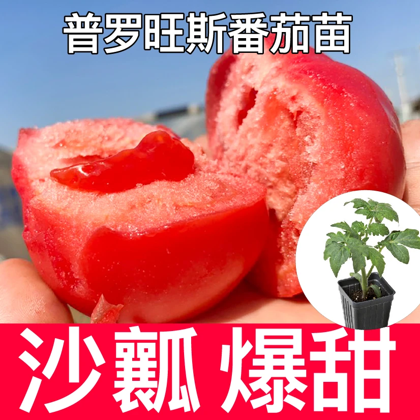 普罗旺斯沙瓢番茄苗秧西红柿圣女果四季阳台盆栽带土口感番茄种苗