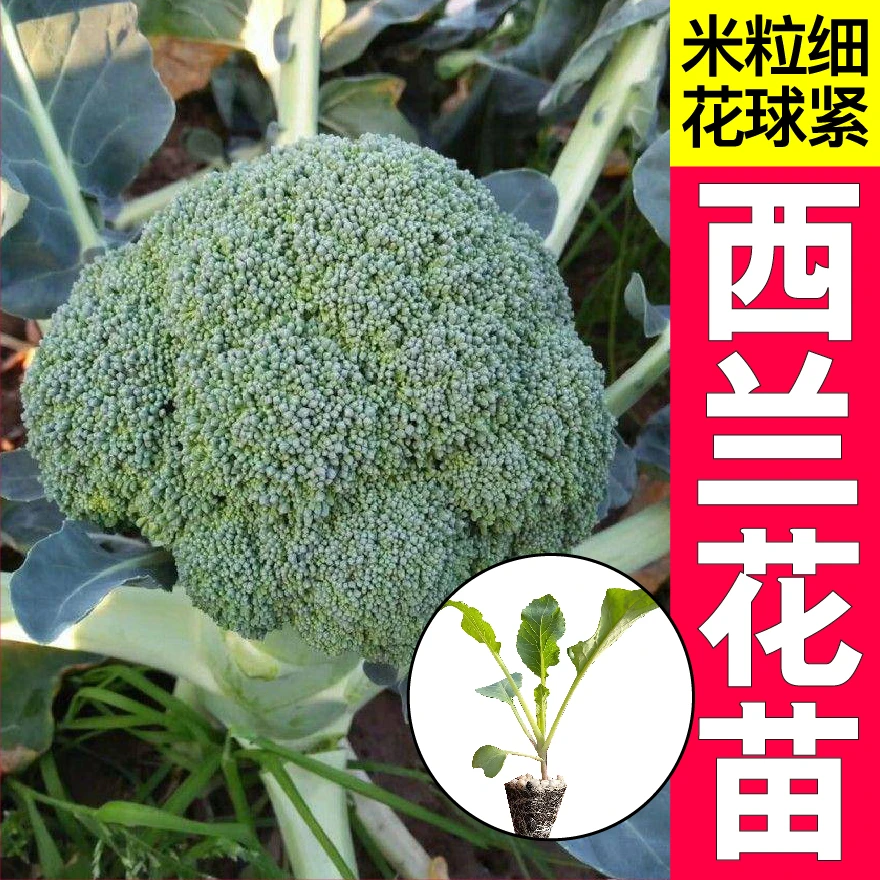 优质西兰花种苗高产露天种植青梗菜青花菜阳台盆栽耐寒抗冻蔬菜苗