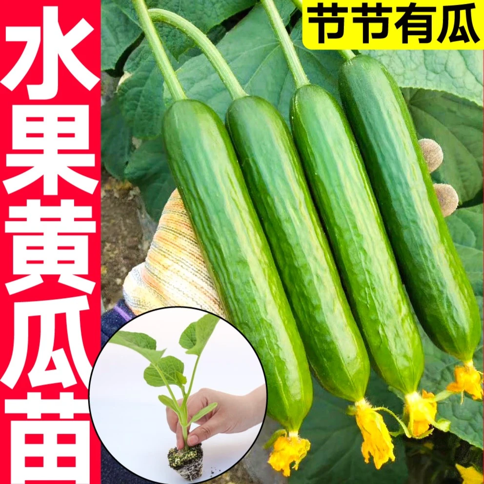 （黄瓜苗）水果黄瓜种苗小黄瓜苗蔬菜种苗春季四季盆栽高产种苗直发