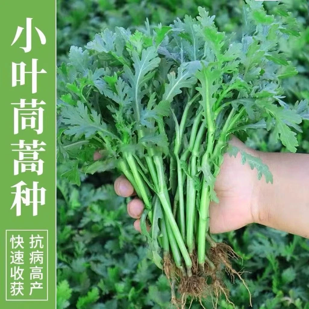 优质小叶茼蒿种子光杆茼蒿种子四季生长