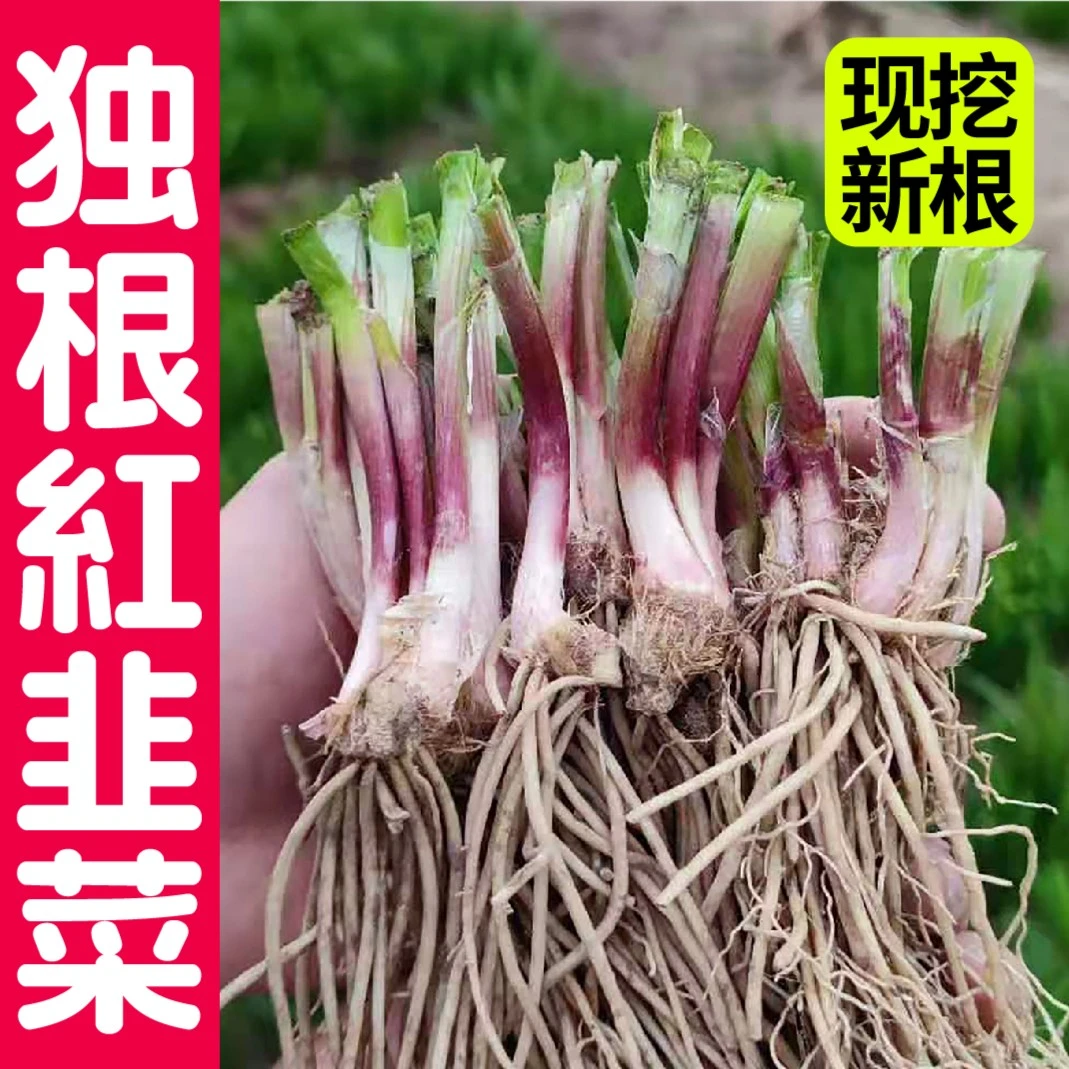 山东寿光红根新鲜宽叶细叶阳台蔬菜盆栽现挖粗根韭菜根当年新根