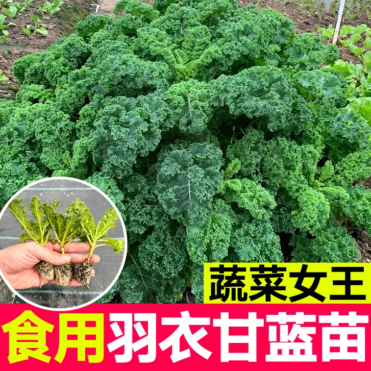 绿色羽衣甘蓝秧苗耐寒高产秧苗观赏食用超级蔬菜阳台盆栽地栽苗子